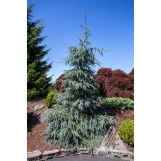 PICEA ENG BUSHS LACE