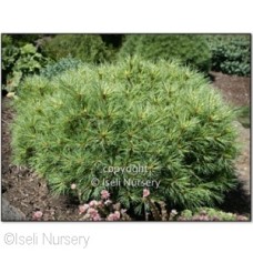 PINUS STROBUS SEA URCHIN