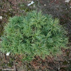 PINUS STROBUS SQUIGGLES PINUS STROBUS SQUIGGLES