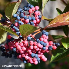 VIBURNUM NUDUM BRANDYWINE