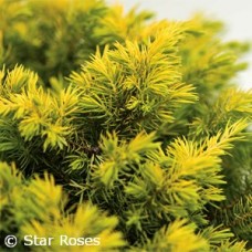 JUNIPERUS CON GOLDEN PACIFIC