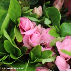 AZALEA GABLE ROSEBUD