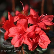 AZALEA GABLE STEWARTSONIAN AZALEA GABLE STEWARTSONIAN
