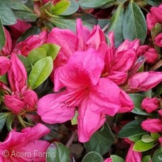 AZALEA GIRARD CRIMSON