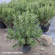 ILEX GLABRA COMPACTA ILEX GLABRA COMPACTA