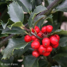 ILEX MES MAGIC BERRY ILEX MES MAGIC BERRY