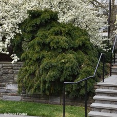 TAXUS BACCATA REPANDENS