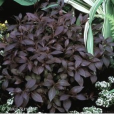 WEIGELA FLO MIDNIGHT WINE WEIGELA FLO MIDNIGHT WINE