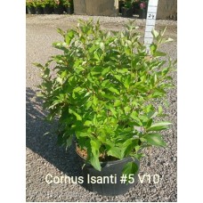 CORNUS SER ISANTI