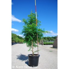 METASEQUOIA GLY JADE PRINCE