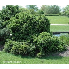 PICEA ABIES CLANBRASSILIANA PICEA ABIES CLANBRASSILIANA