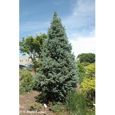 PICEA PUN FASTIGIATA