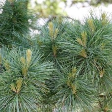 PINUS STROBUS NANA PINUS STROBUS NANA