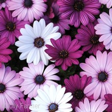 OSTEOSPERMUM MIX