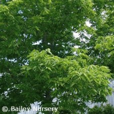 CELTIS OCCIDENTALIS CELTIS OCCIDENTALIS