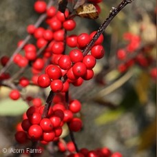 ILEX VER RED SPRITE ILEX VER RED SPRITE