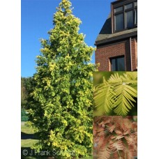 METASEQUOIA GLY GOLD RUSH METASEQUOIA GLY GOLD RUSH