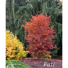ACER PSE ALPENGLOW