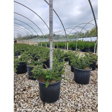 COTONEASTER APICULATUS COTONEASTER APICULATUS