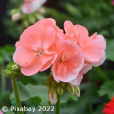 GERANIUM SALMON GERANIUM SALMON