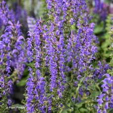 SALVIA NEM BLUE BY YOU SALVIA NEM BLUE BY YOU
