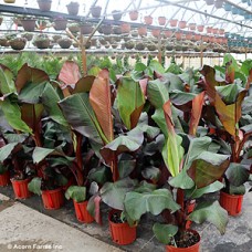 ENSETE MAURELII