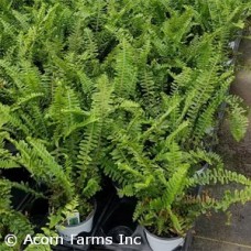 FERN MACHO