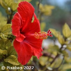 HIBISCUS RED HIBISCUS RED