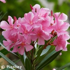 OLEANDER ROSE PINK OLEANDER ROSE PINK