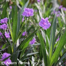 RUELLIA PURPLE
