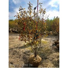 AMELANCHIER LAMARCKII AMELANCHIER LAMARCKII