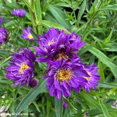 ASTER PURPLE