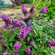 BUDDLEIA BLUEBERRY PIE