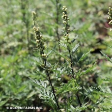ARTEMISIA SUNFERN OLYMPIA