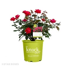 ROSA KNOCK OUT DOUBLE RED SHR