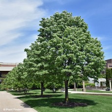 TILIA TOM SATIN SHADOW TILIA TOM SATIN SHADOW