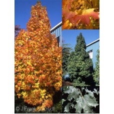 ACER SAC APOLLO