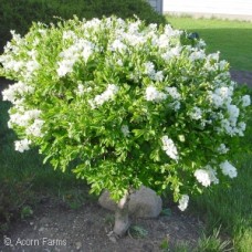 EXOCHORDA MAC THE BRIDE EXOCHORDA MAC THE BRIDE