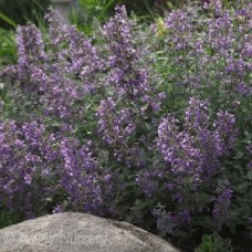 NEPETA FAA WALKERS LOW NEPETA FAA WALKERS LOW