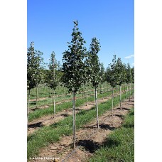 GINKGO BIL WINDOVER GOLD