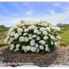HYDRANGEA ARB FLOWERFULL