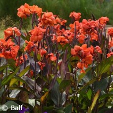 CANNA CANNOVA ORANGE SHADES