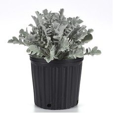 CENTAUREA SILVER SWIRL