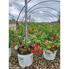 CHAENOMELES SPE ORANGE STORM