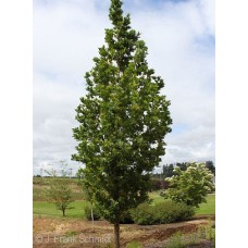 QUERCUS ROB ALB STREETSPIRE QUERCUS ROB ALB STREETSPIRE
