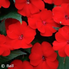 SUNPATIENS RED