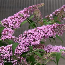 BUDDLEIA DAV PINK DELIGHT