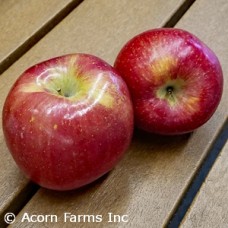 MALUS WINECRISP MALUS WINECRISP