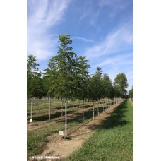 GYMNOCLADUS DIO ESPRESSO