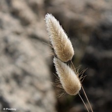 LAGURUS BUNNY TAIL
